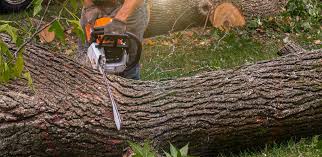 Best Commercial Tree Services  in Hanover, MN