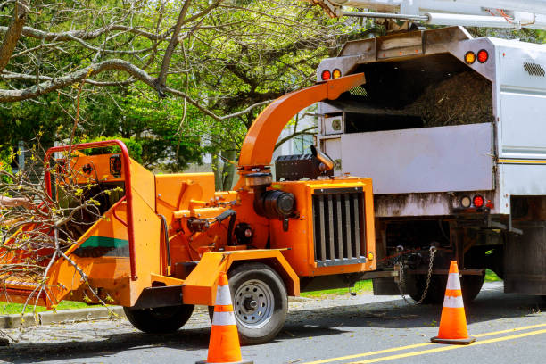 Hanover, MN  Tree Services Company