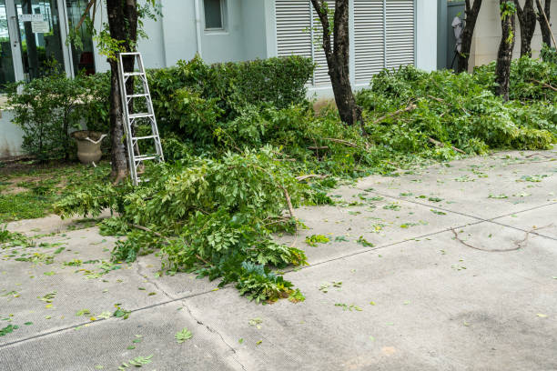 How Our Tree Care Process Works  in  Hanover, MN