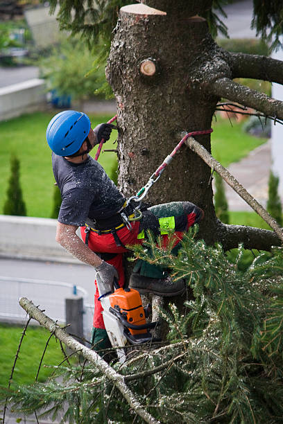 Best Firewood Processing and Delivery  in Hanover, MN