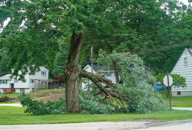  Hanover, MN Tree Services Pros